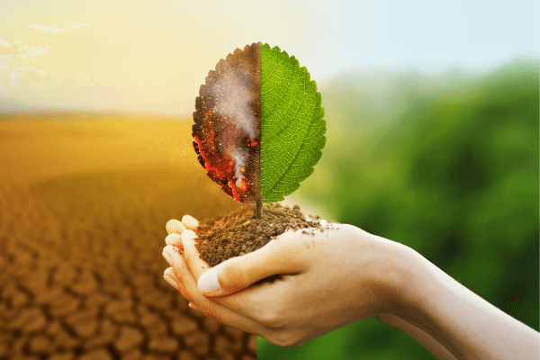 Do Armário ao Mundo – Como Suas Escolhas de Moda Impactam os Ecossistemas